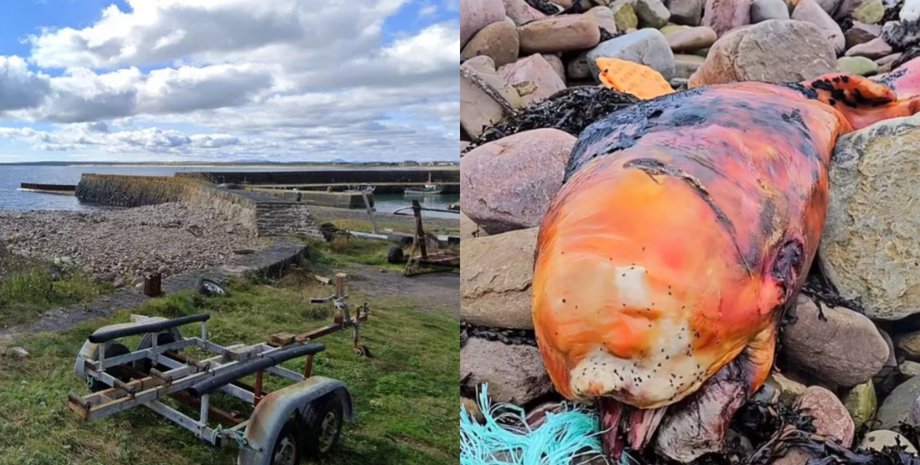 Рыба в Шотландии, берег океана, странное существо