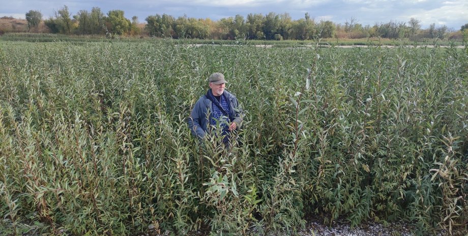 яків дідух, каховське водосховище, верба, вербовий ліс