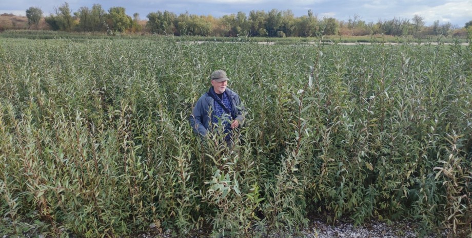 Яків Дідух на дні Каховського водосховища яків дідух, каховське водосховище, верба, вербовий ліс