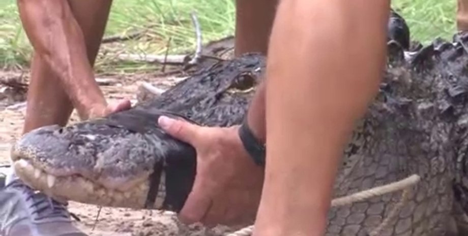 Мужчина поймал аллигатора, накинул лассо на аллигатора, рептилия, огромный аллигатор, опасное животное,