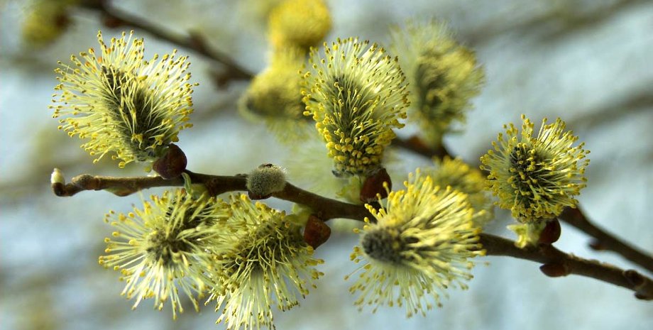 Фото из открытого источника