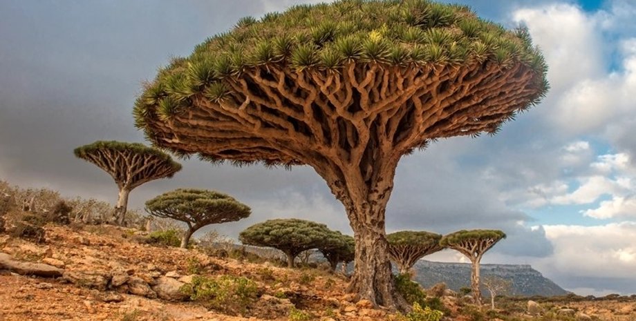 дерево, дерево драконової крові