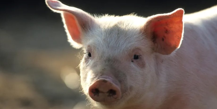 свині, зуби свиней, свині зуби