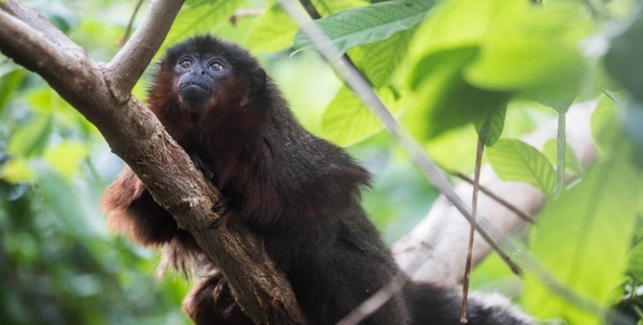 Ближайший современный родственник - медный прыгун (Callicebus cupreus). Фото: ZSL.