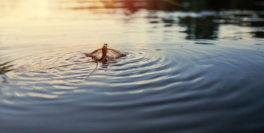 поденки, насекомые