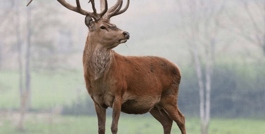 Олень благородный
