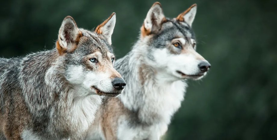 волки волки используют орудия