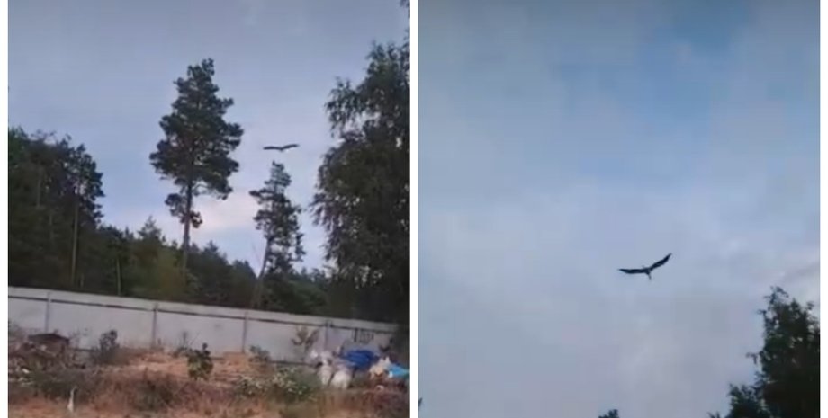 "Детство завершилось": известная аист Катя улетела вместе с другой стаей