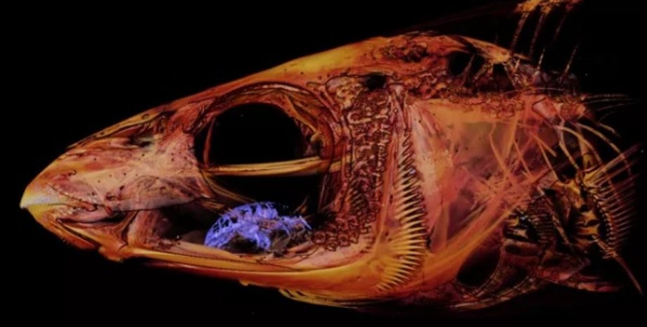 Фото: Twitter/@Sternarchella