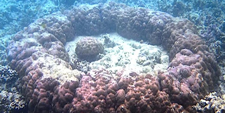 Кораллы, микроатоллы