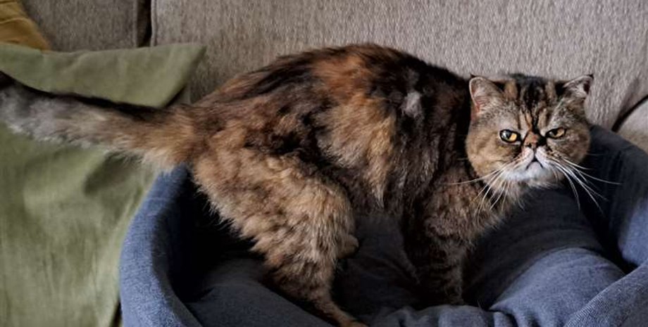 кошка, пропала кошка, кошка выжила, кошка лея