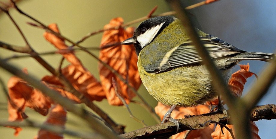 потепление, погода в Украине, суббота, воскресенье, погода на выходные