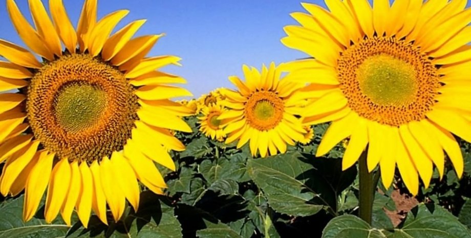 Иллюстративное фото