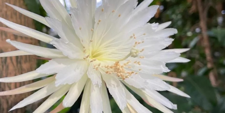 лунный цветок, кактус, цветение