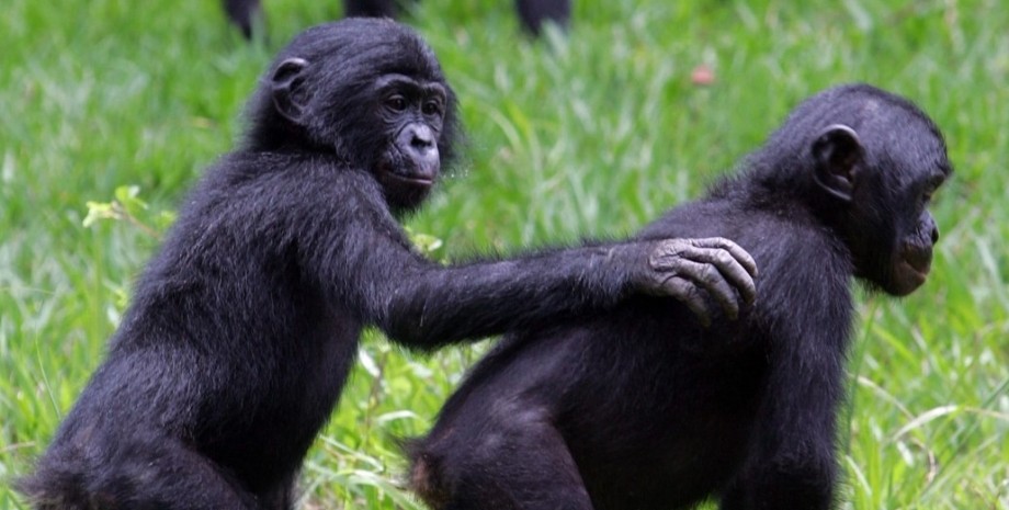 бонобо, самцы бонобо