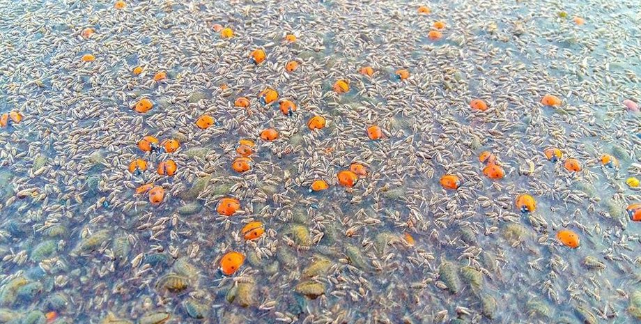 божьи коровки, тузловские лиманы, одесская область