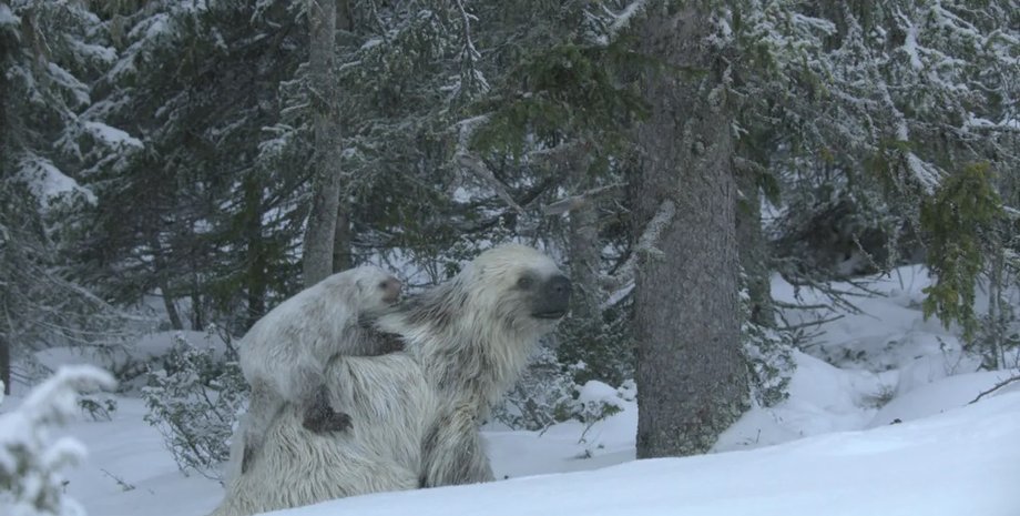 ленивец ледникового периода