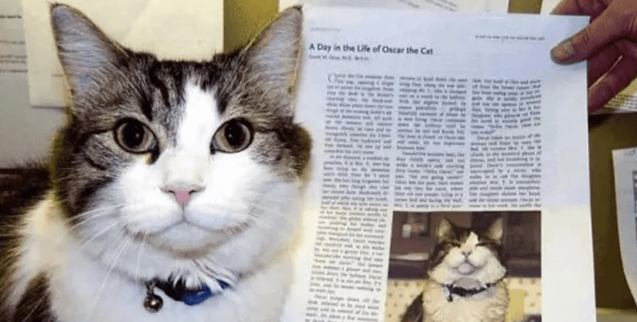 Кіт передбачав смерть, кіт на прізвисько Оскар, домашня тварина, тварина, прихистили кота, кіт став знаменитістю