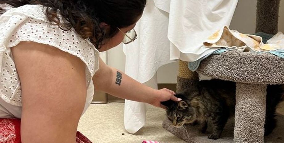 Кот Шото, пропавшие домашние животные, курьезы, интересные истории, поиск домашних любимцев, США