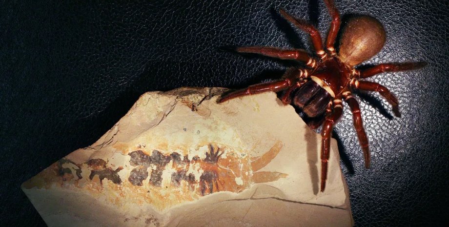 пауки предки