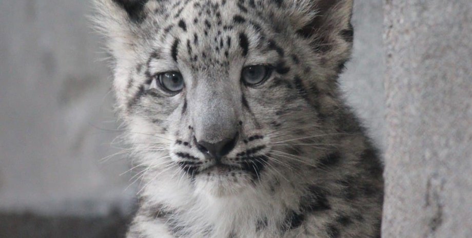 тварини померли від коронавірусу, померли снігові барси, зоопарк у США