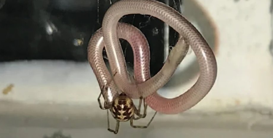 павуки, змії, полювання, природа