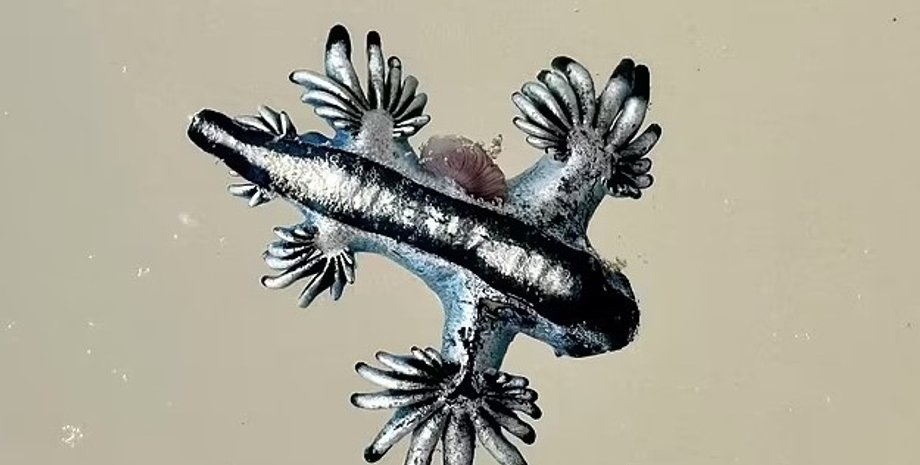 голубые драконы, слизни на берегу, синие слизни на побережье