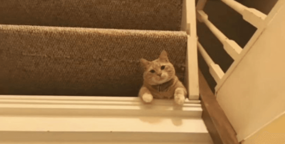 Кіт на сходах Кіт на сходах, оптична ілюзія