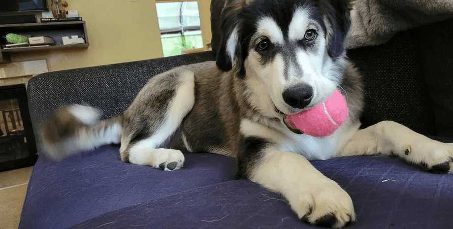 Пара взяла цуценя з притулку: ДНК-аналіз показав неймовірне поєднання порід