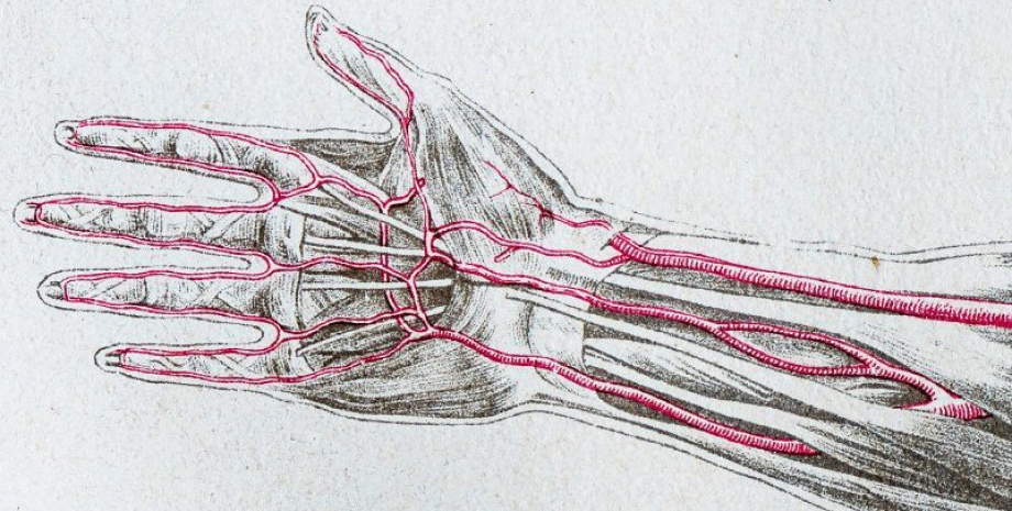 рука, артерії в руці, руки артерії