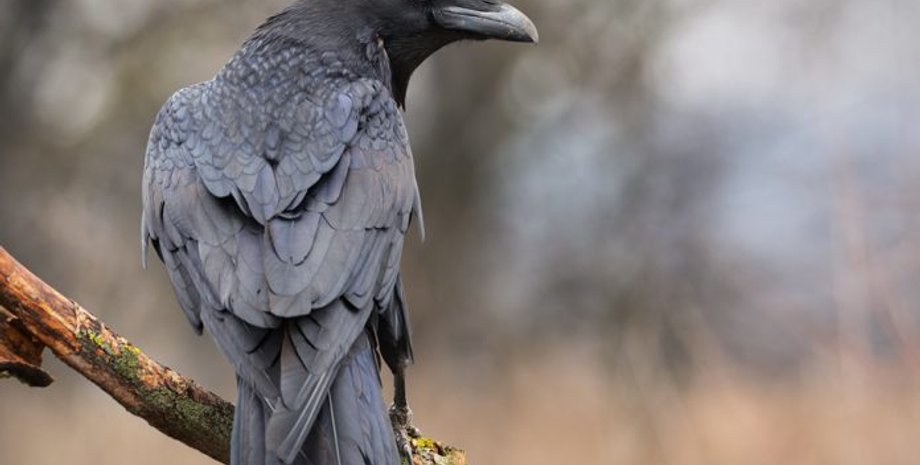 Фото: BrutalJack.ru