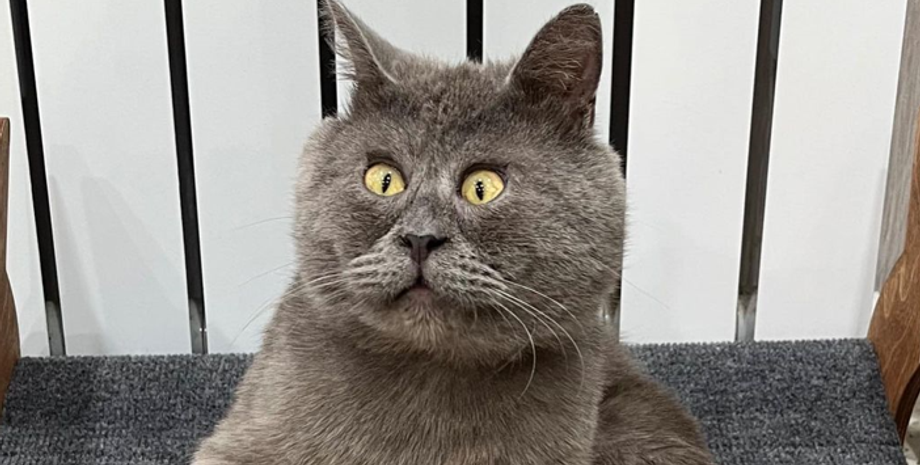 Кот с курьезной мордочкой стал звездой соцсетей, кот Федя, курьезы, животные, домашние любимцы