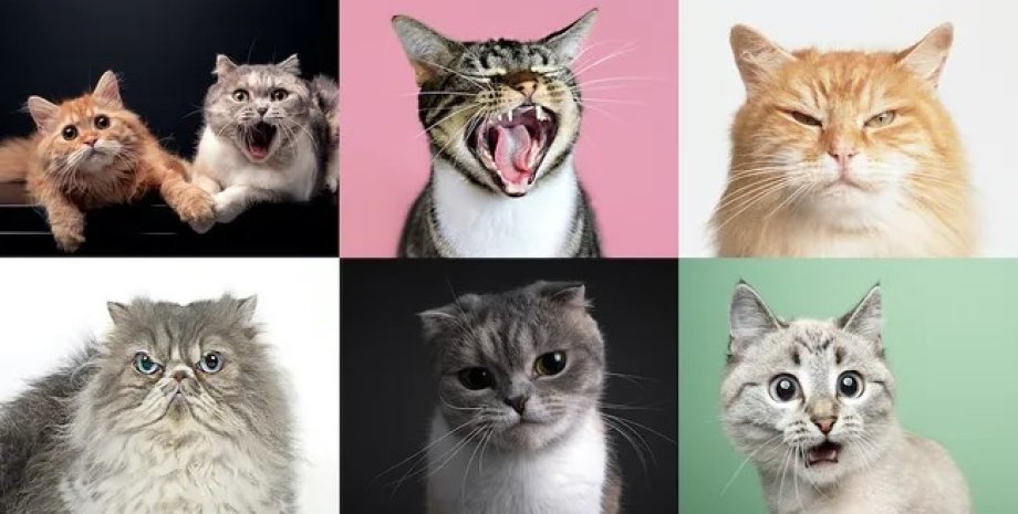 кошки, выражение лица кошки