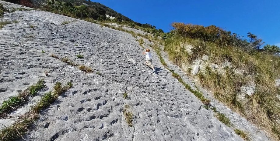 следы морских черепах