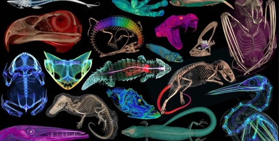 животные, сканирование животных