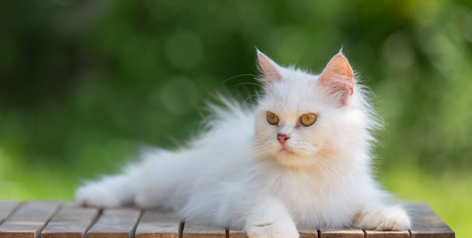 белый кот, глухота