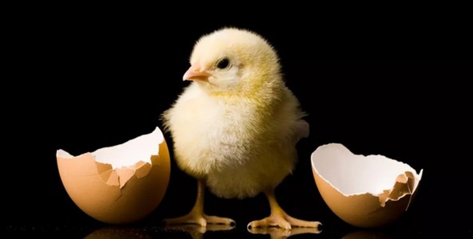 курча, яйце, шкаралупа