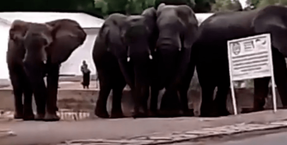 слоны в Камеруне