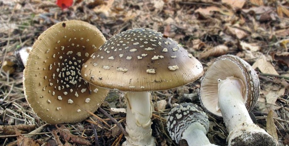 Фото с сайта 7kanal.com.ua