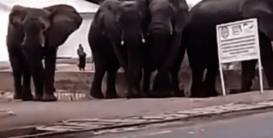 слоны в Камеруне