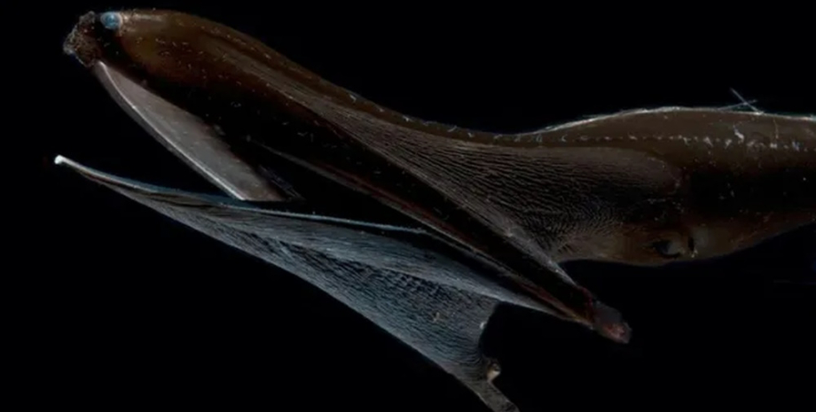 большеротый угорь угорь пеликан