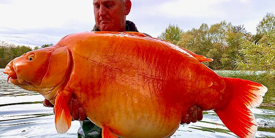 Самая большая пресноводная рыба из разновидности "золотых"