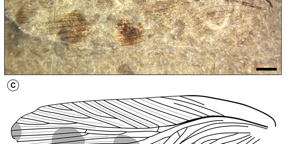 тараканы, Великобритания, вид, окаменелость, ученые, исследования, крылья, находка, эволюция