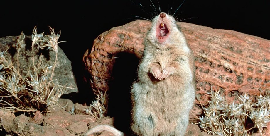 кузнечиковый хомяк