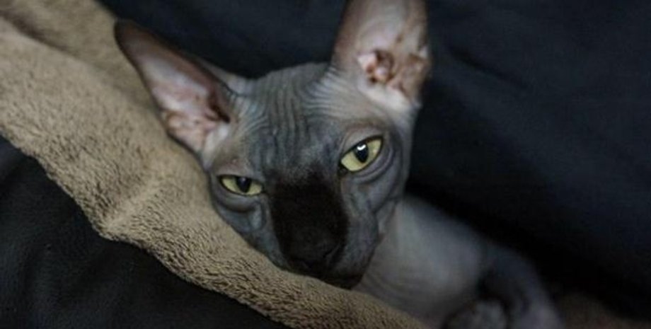 Фото: Говорит Москва