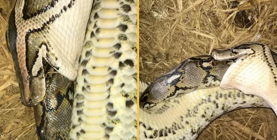 пітони, сутичка пітонів