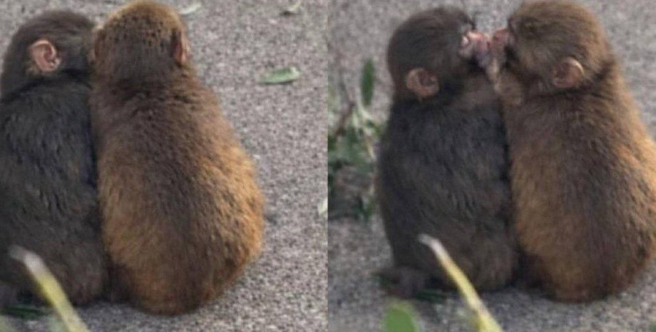 Мавпеня Панч обіймається з новим другом