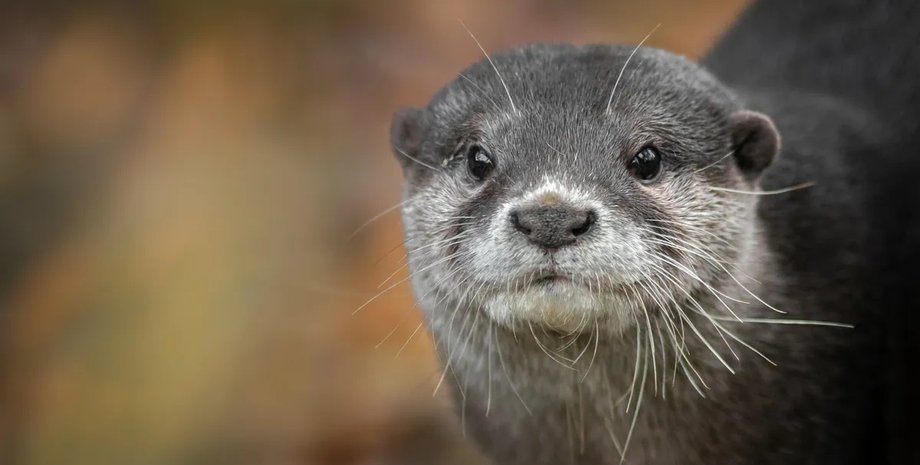 миниатюрная выдра