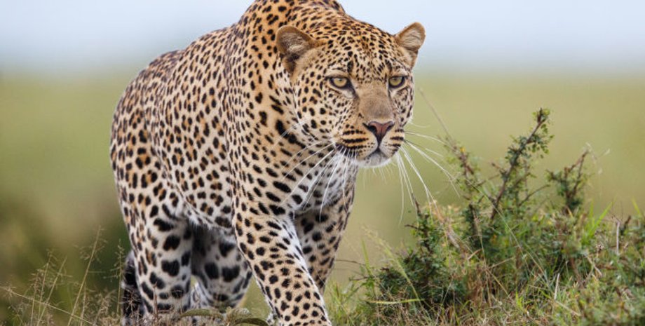 Иллюстративное фото o-prirode