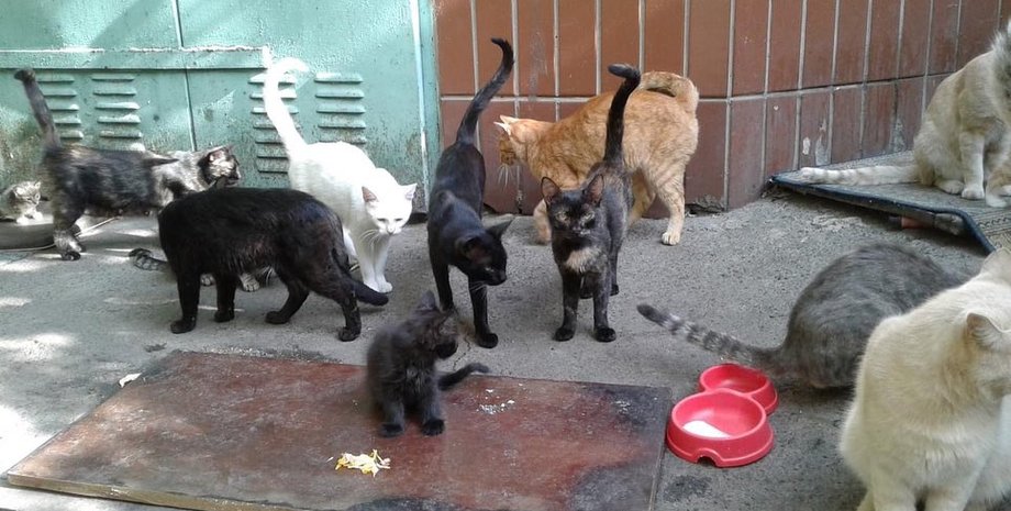 новости киева, пожар, взрыв, приют для животных. взорвали приют для животных.